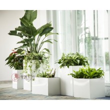 專注室內(nèi)綠植服務(wù)8年，綠植租賃，免費(fèi)養(yǎng)護(hù)，一站式商務(wù)空間